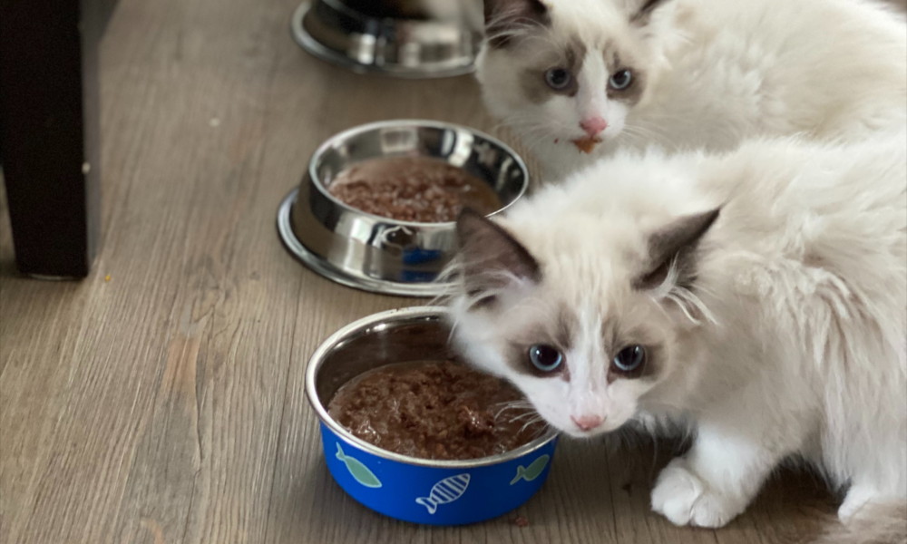 Due gatti norvegesi che mangiano del cibo dalle loro ciotole