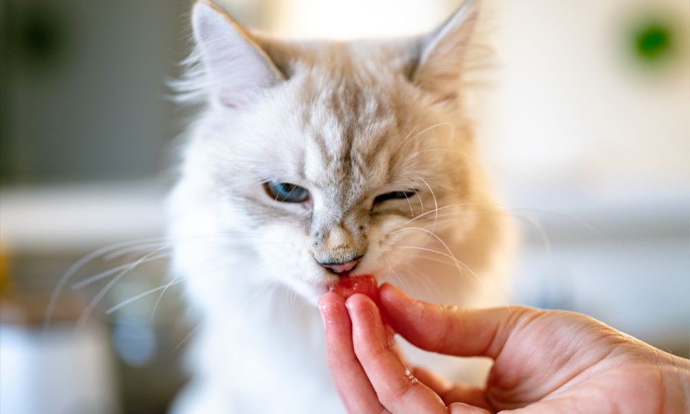 Un gatto norvegese bianco mentre mangia dalla mano della padrona