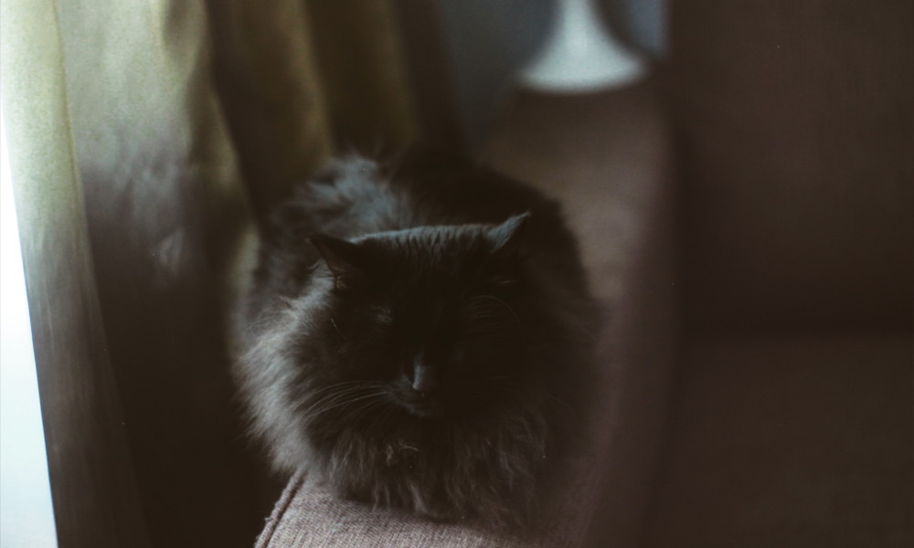 Un gatto norvegese nero disteso su un divano