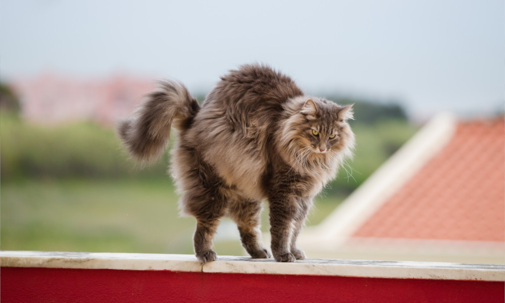 Un gatto norvegese su un muretto mentre si stiracchia