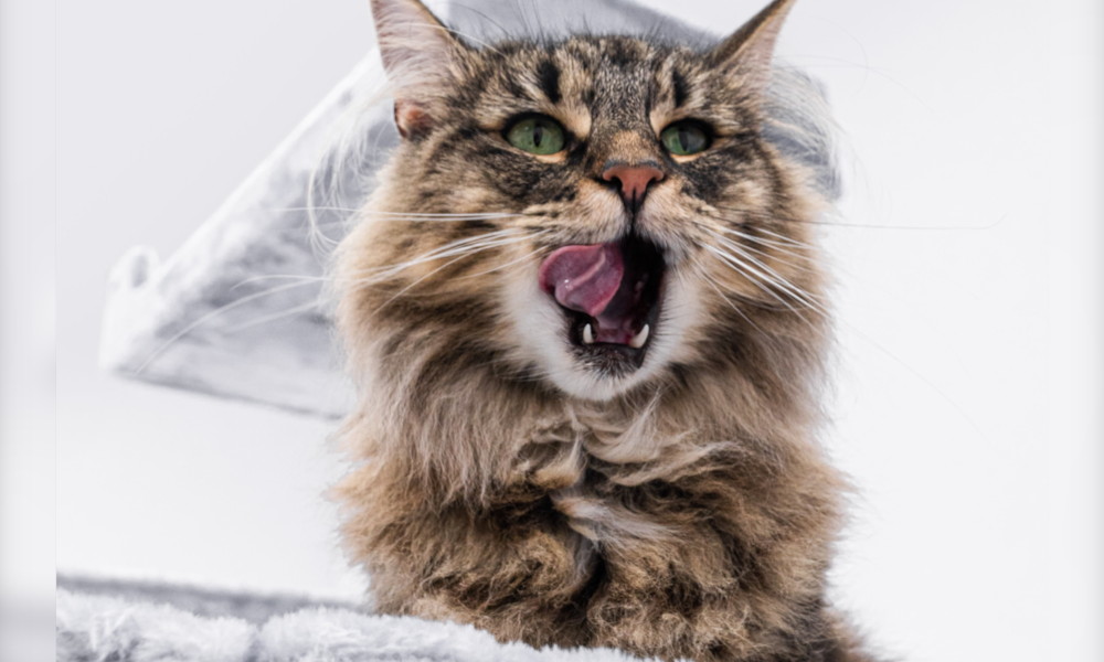 Un gatto norvegese con la bocca aperta
